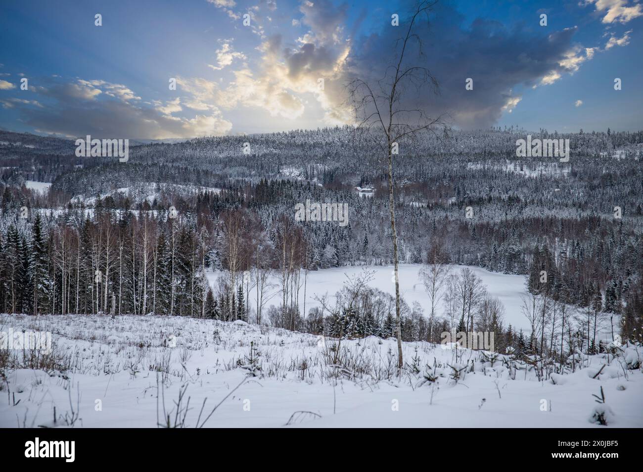 Winter landscape at sunset, forest with snow-covered pine trees in Sweden Stock Photo