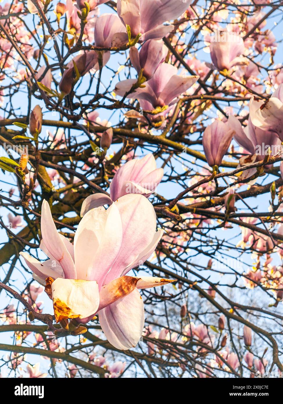 Magnolia, garden, tree, Hamburg, Northern Germany, Germany Stock Photo
