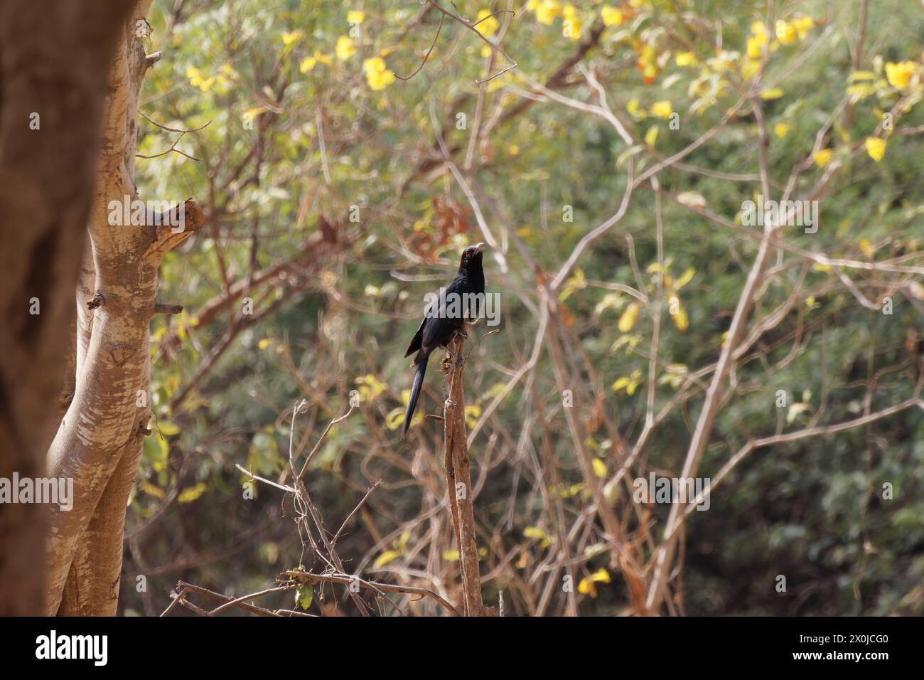 Asian Koel Cuckoo Bird On A Tree Branch Stock Photo Alamy