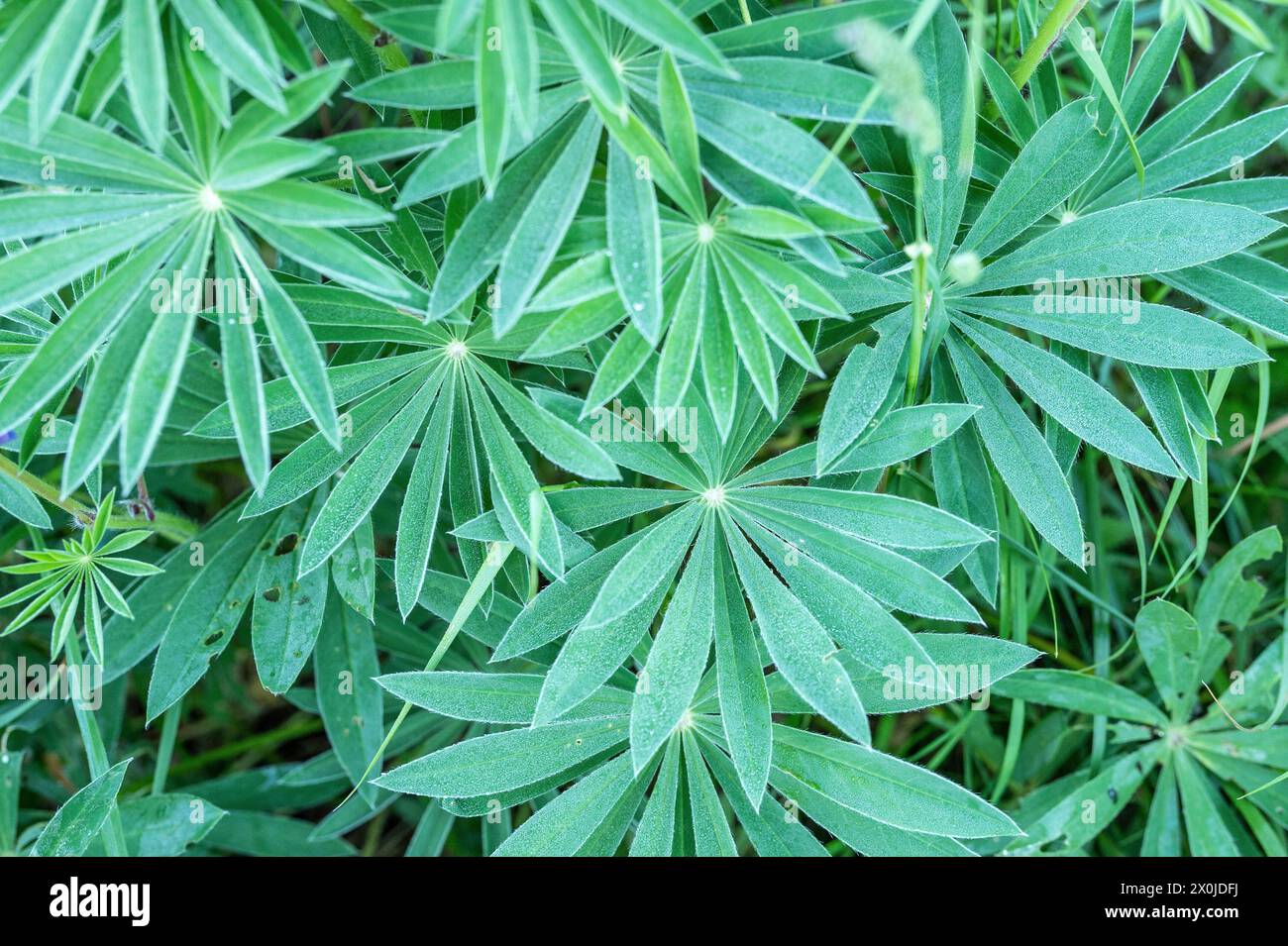 Plant fractals hi-res stock photography and images - Alamy