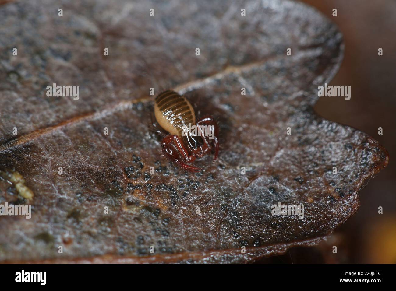 Moss scorpion (Neobisium carcinoides), pseudoscorpion, in winter in the leaf litter in the forest Stock Photo