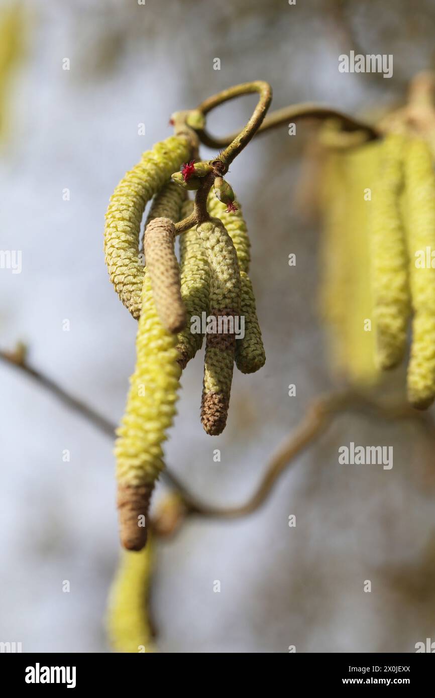 Male (catkins) and female flowers of a corkscrew hazel 'Contorta' (Corylus avellana 'Contorta') Stock Photo