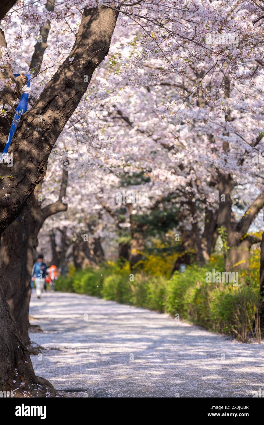 Yeongdeungpo Yeouido Spring Flower Festival, one of the annual cherry