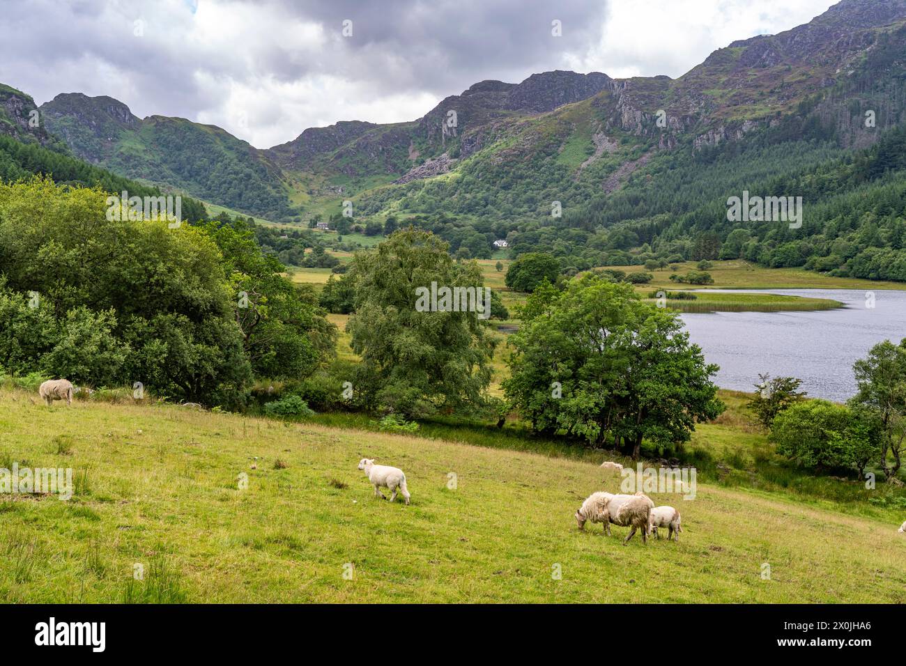 Sheep in the landscape at Lake Llyn Geirionydd, Snowdonia National Park, Wales, Great Britain, Europe Stock Photo