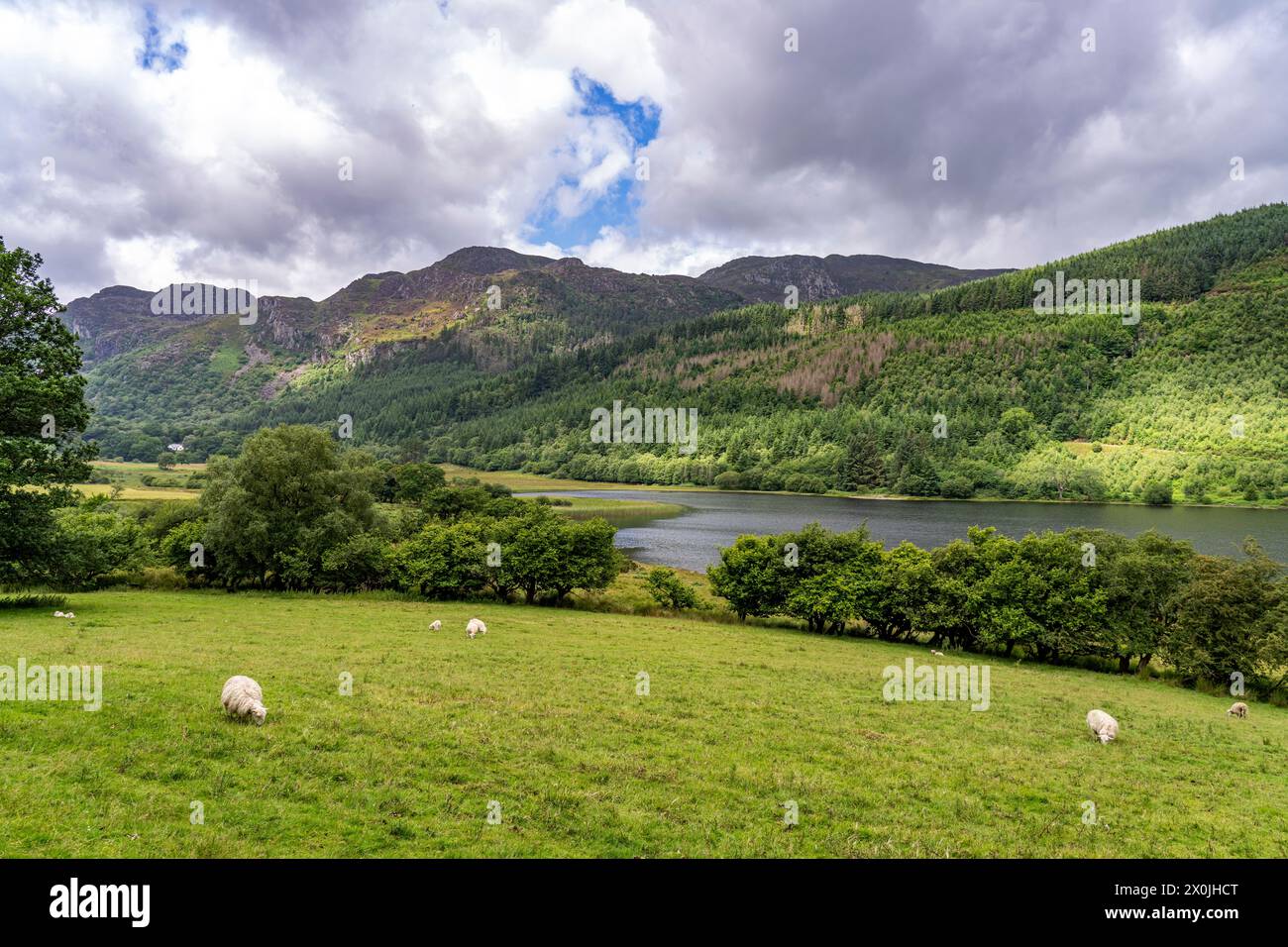 Sheep in the landscape at Lake Llyn Geirionydd, Snowdonia National Park, Wales, Great Britain, Europe Stock Photo