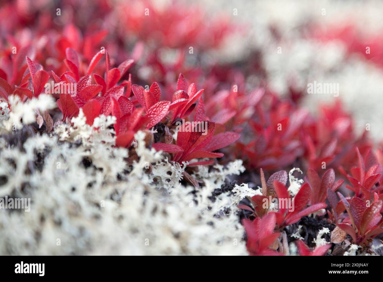 Various tundra plants close-up in autumn Stock Photo