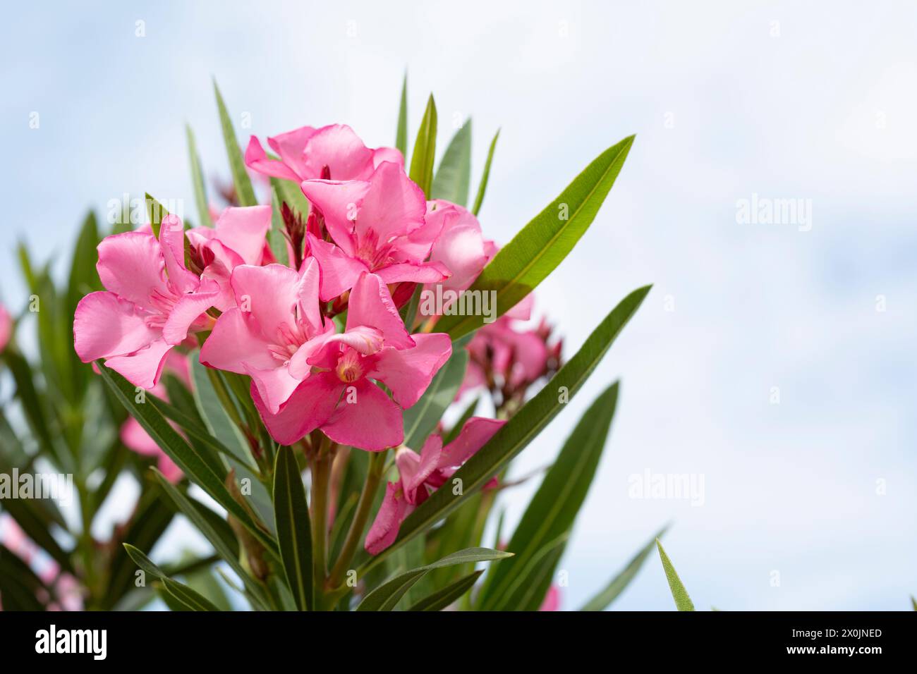 Pink flowers of oleander in summer day Stock Photo