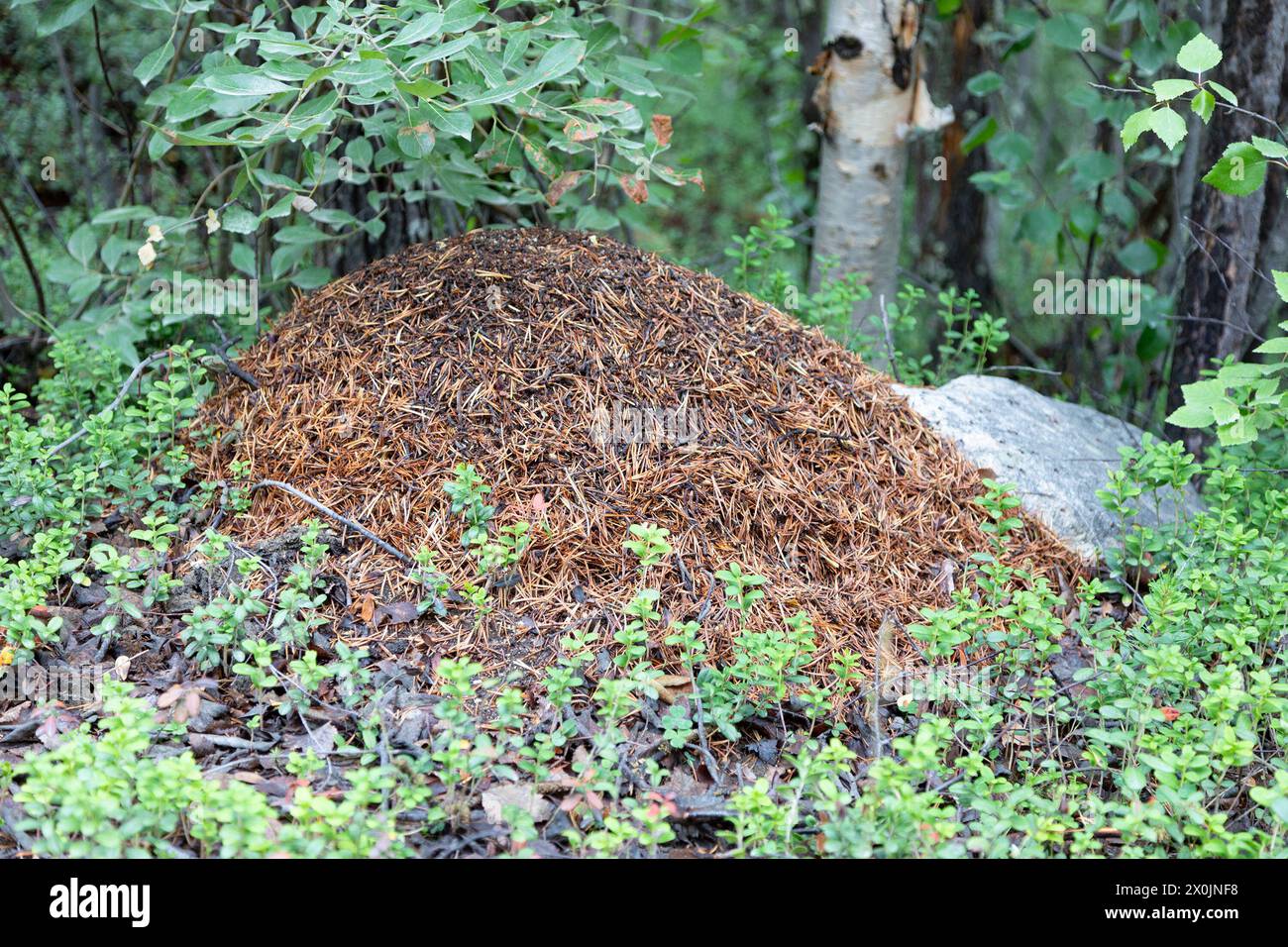 Big anthill in the summer forest close up Stock Photo