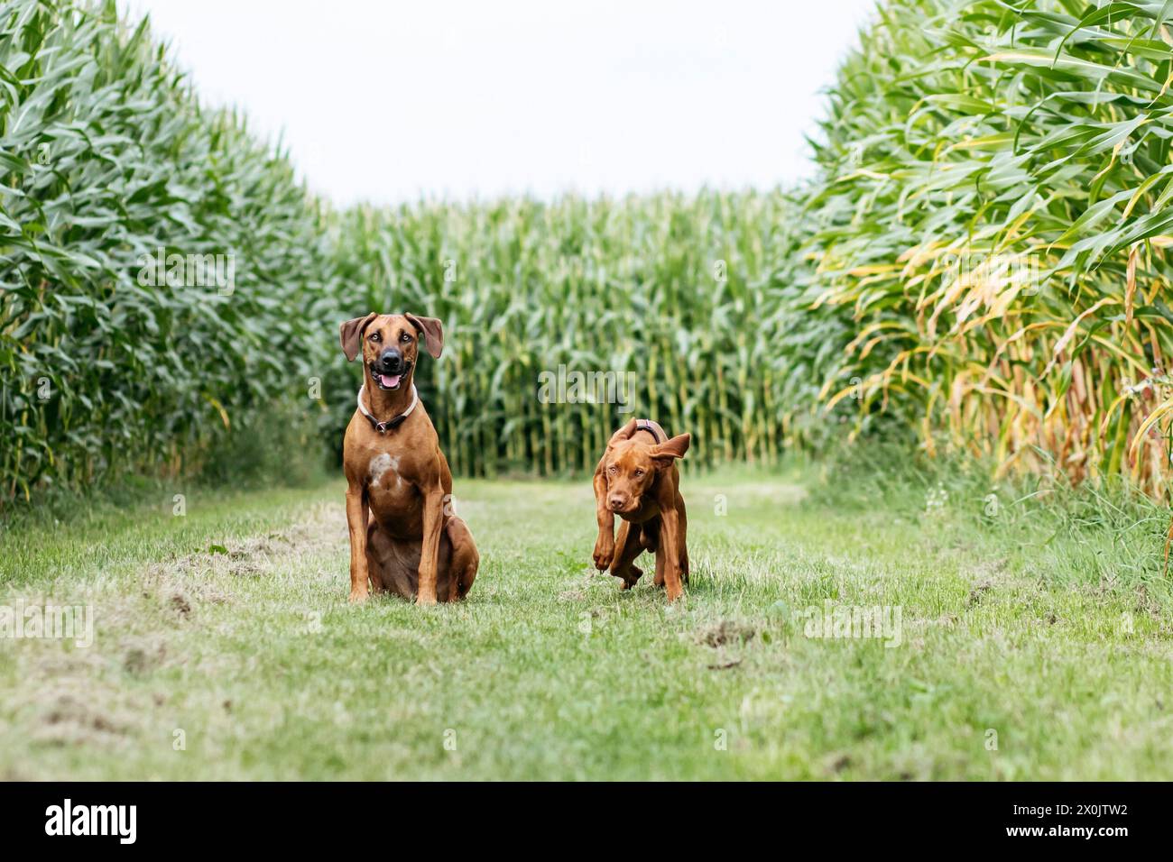 Two dogs having fun together. A Rhodesian Ridgeback and a Vizsla. Stock Photo