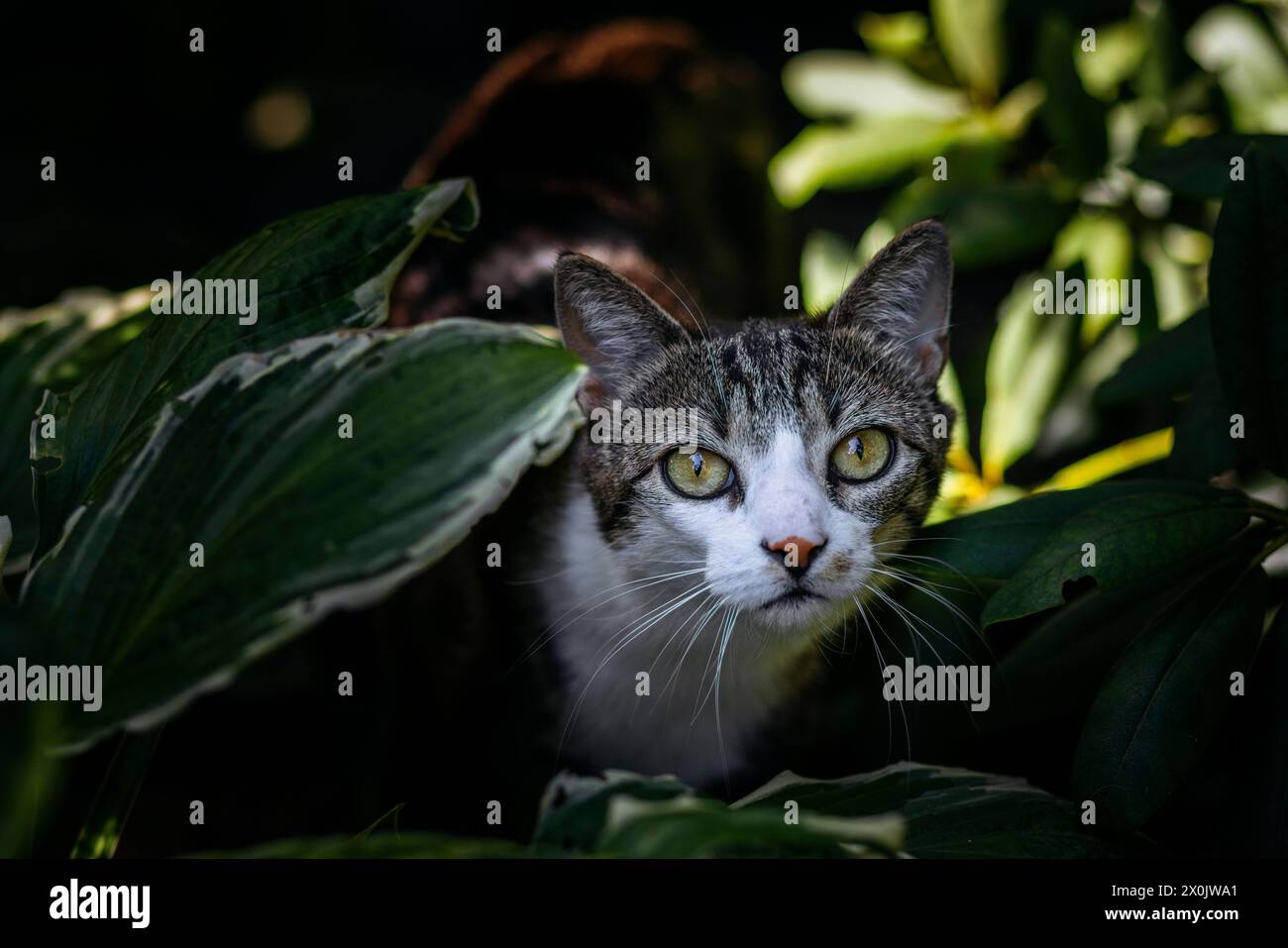 Cat stalking garden hi-res stock photography and images - Alamy