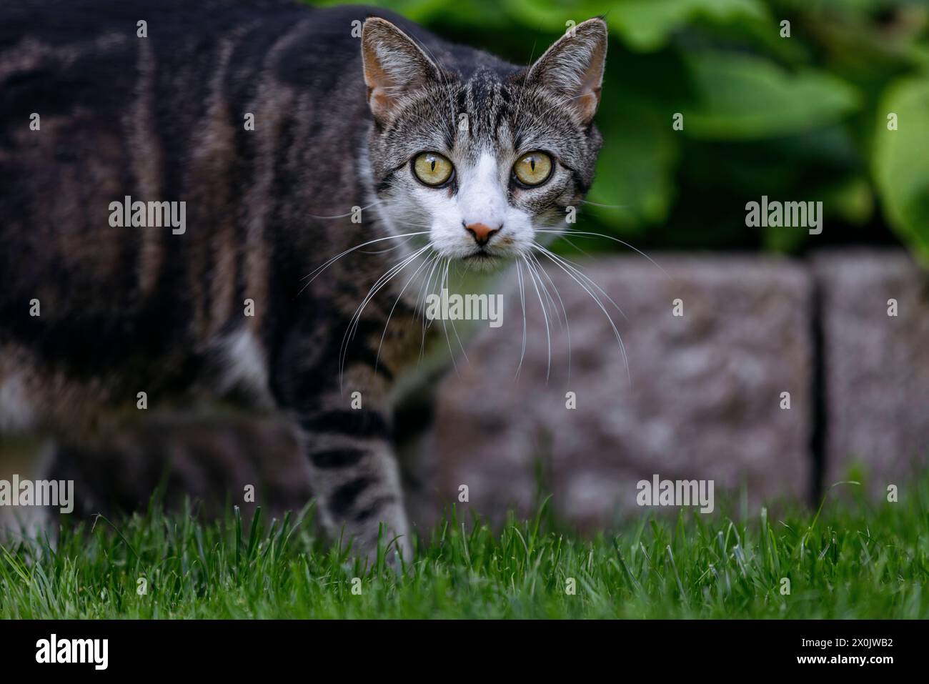 Cat stalking garden hi-res stock photography and images - Alamy