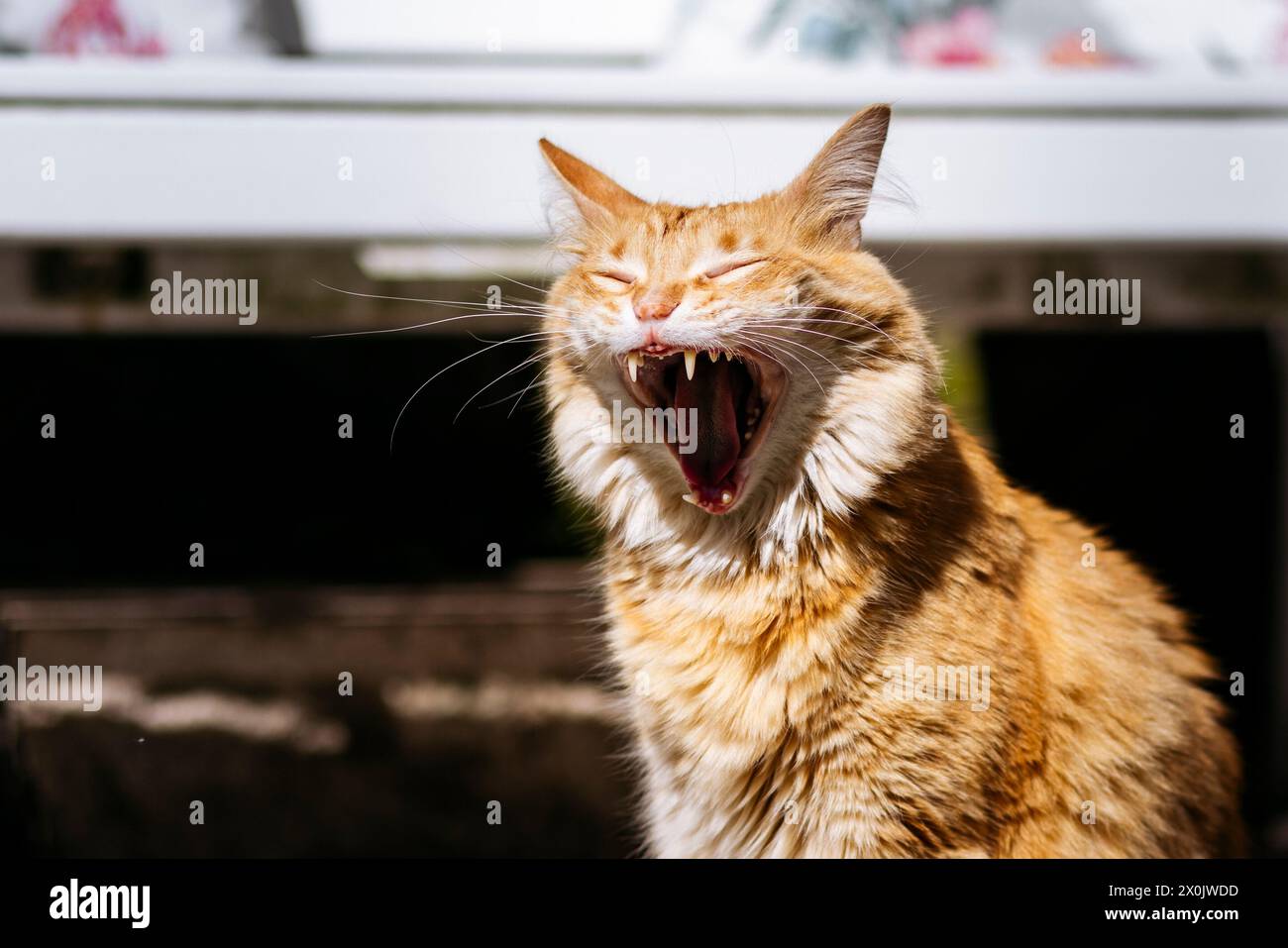 Domestic cats / Cats stalking in your own garden Stock Photo - Alamy