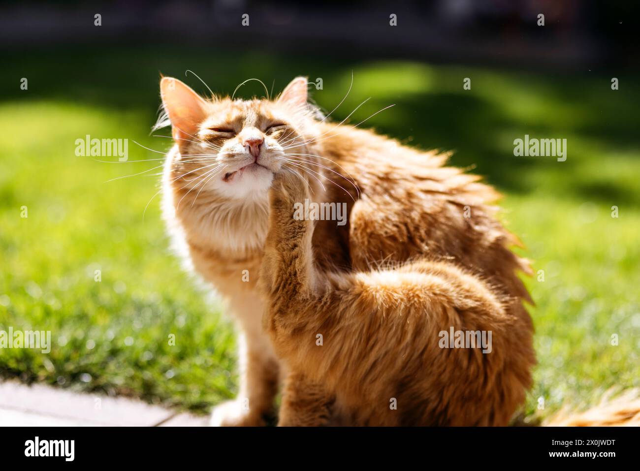 Domestic cats / Cats stalking in your own garden Stock Photo - Alamy