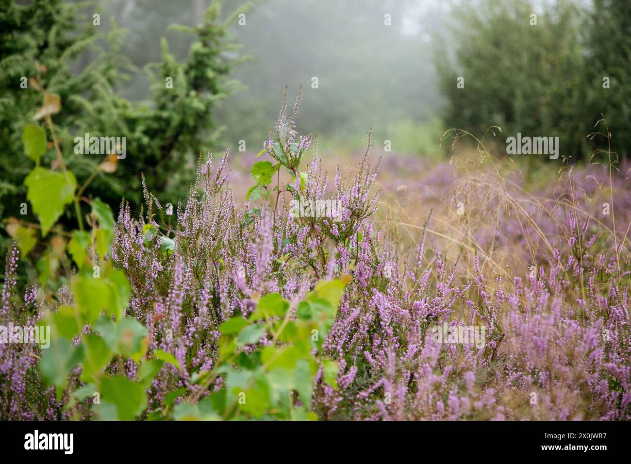 Walk in August with fog in the Teutoburg Forest (Peter auf'm Berge) - Juniper heath in Steinhagen Stock Photo