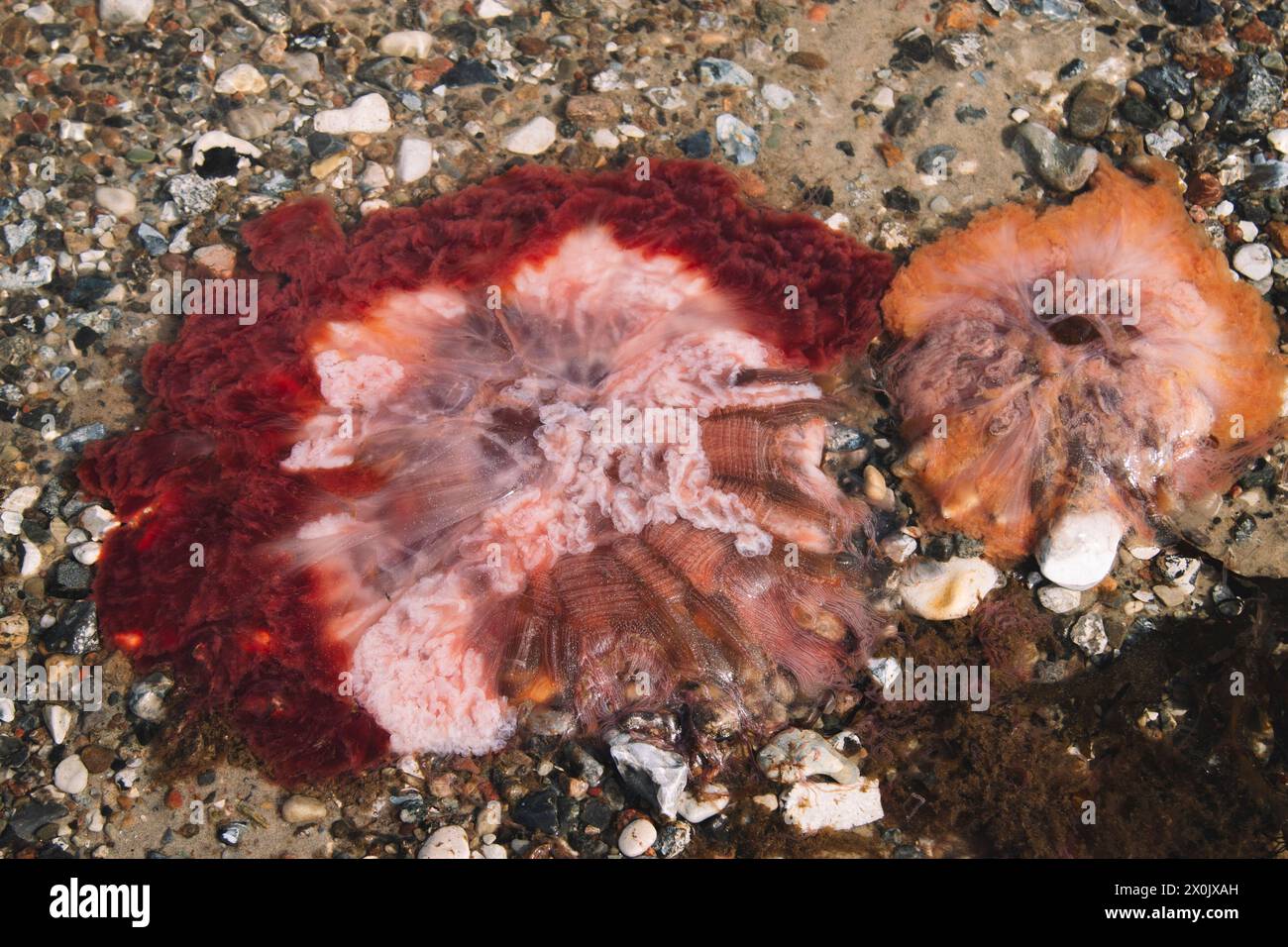 Fire jellyfish in the Baltic Sea Stock Photo