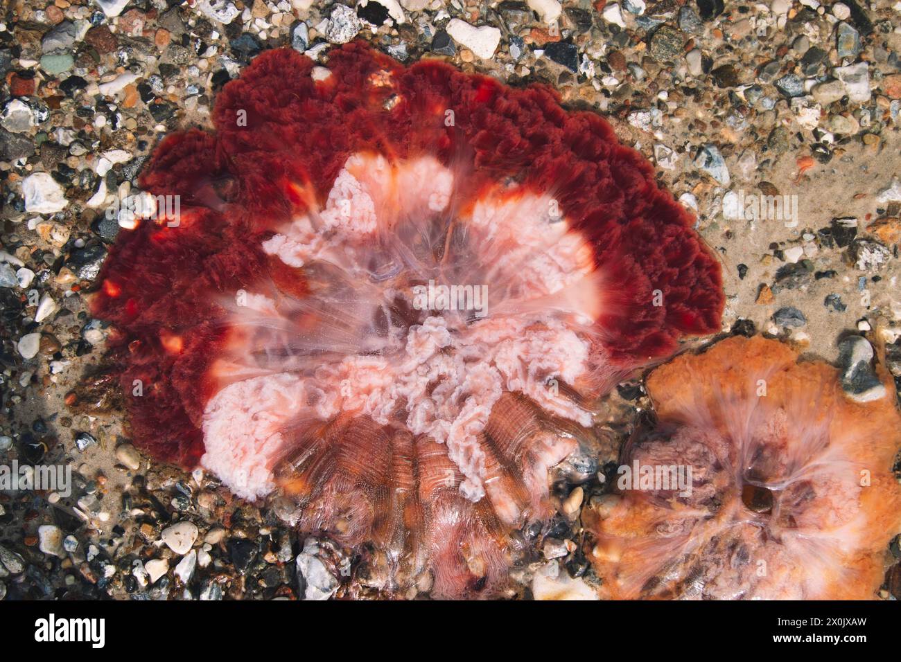 Fire jellyfish in the Baltic Sea Stock Photo