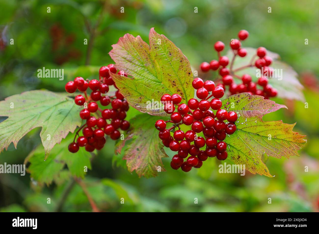 The red berries on a Viburnum bush or tree (Viburnum lantana), England, UK Stock Photo