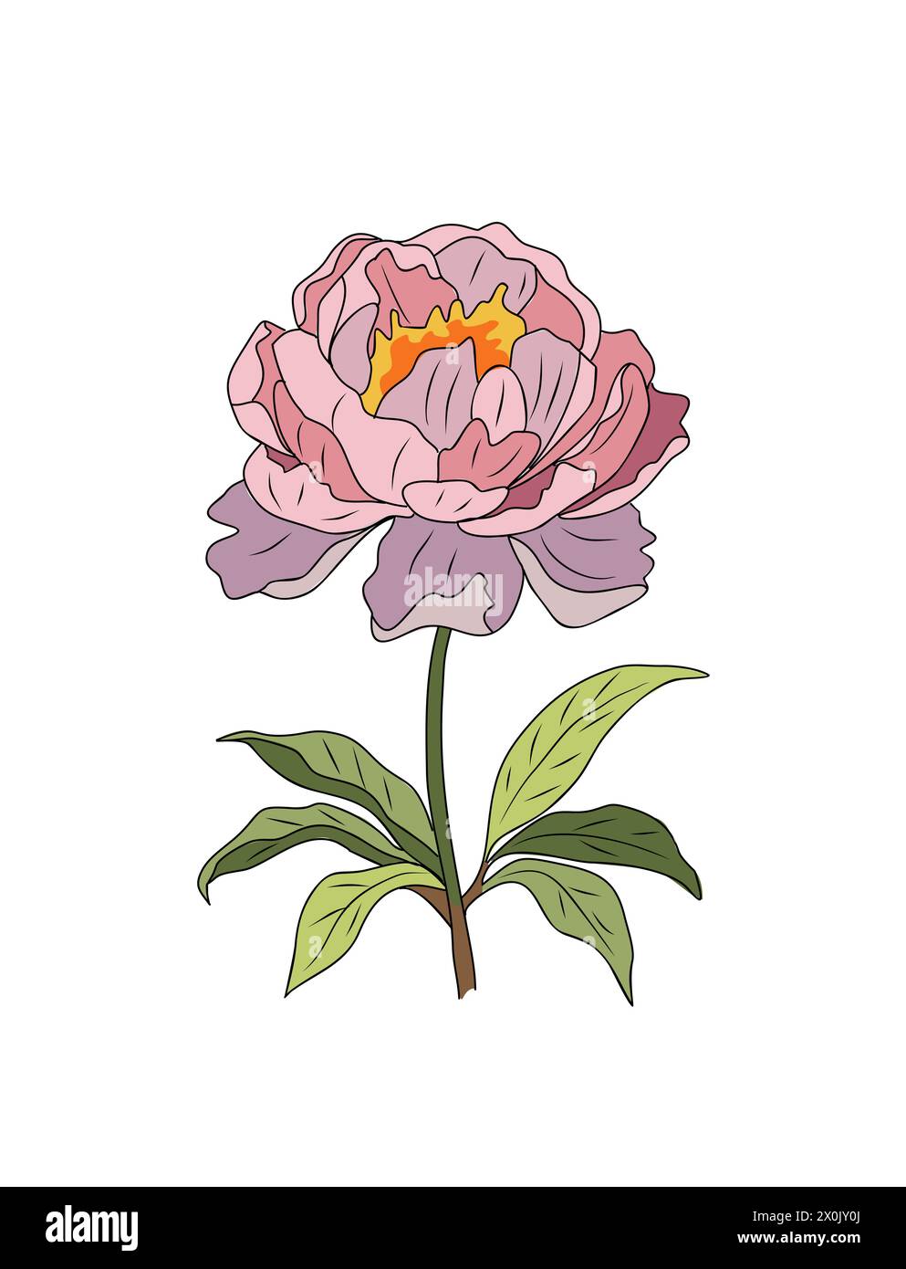 Peony, November Birth month flower vector art Stock Vector Image & Art