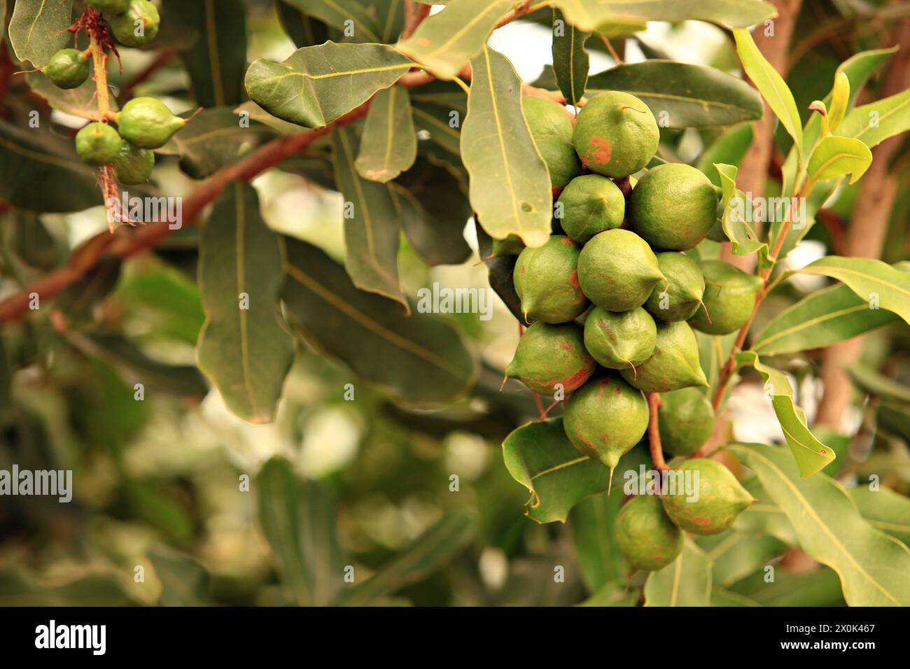 Raw of Macadamia integrifolia or Macadamia nut hanging on plant Stock Photo
