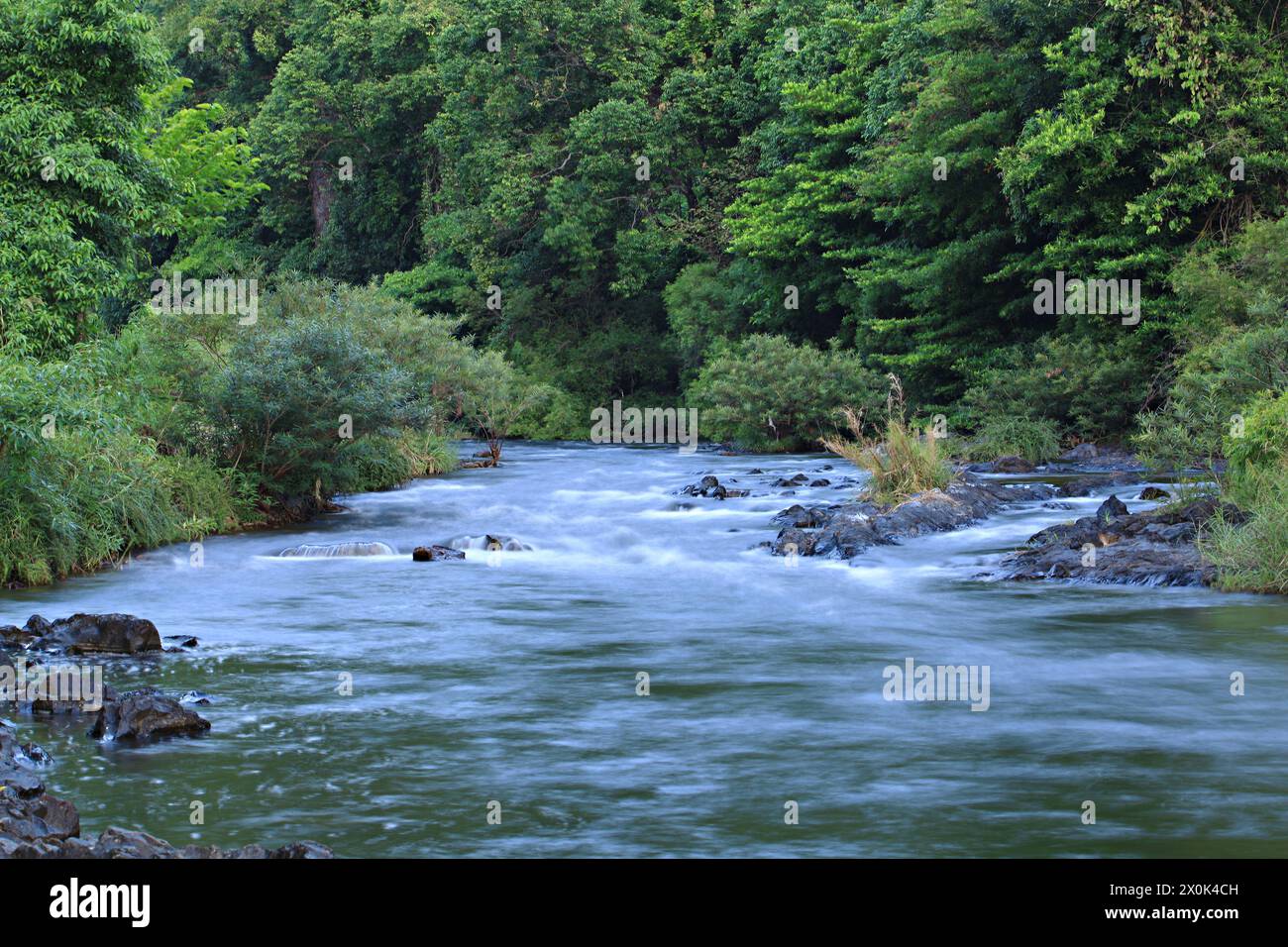 The beauty of nature, the watershed forest, Pong Luek, Bang Kloi, Kaeng Krachan National Park, Phetchaburi, Thailand Stock Photo