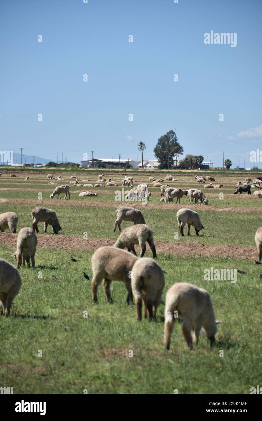 Pinal county Arizona USA. 3/16/2024.  Arizona’s Pinal County offers home to some 13,000 sheep. Stock Photo