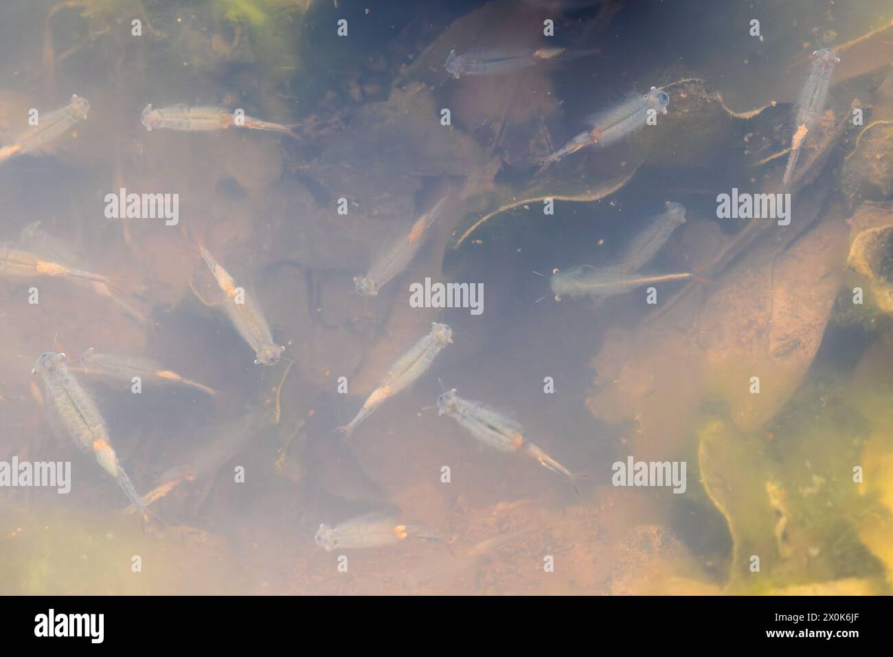 Fairy shrimp shrimps (Chirocephalus diaphanus) in a puddle in Hampshire, England, UK, during April or spring Stock Photo