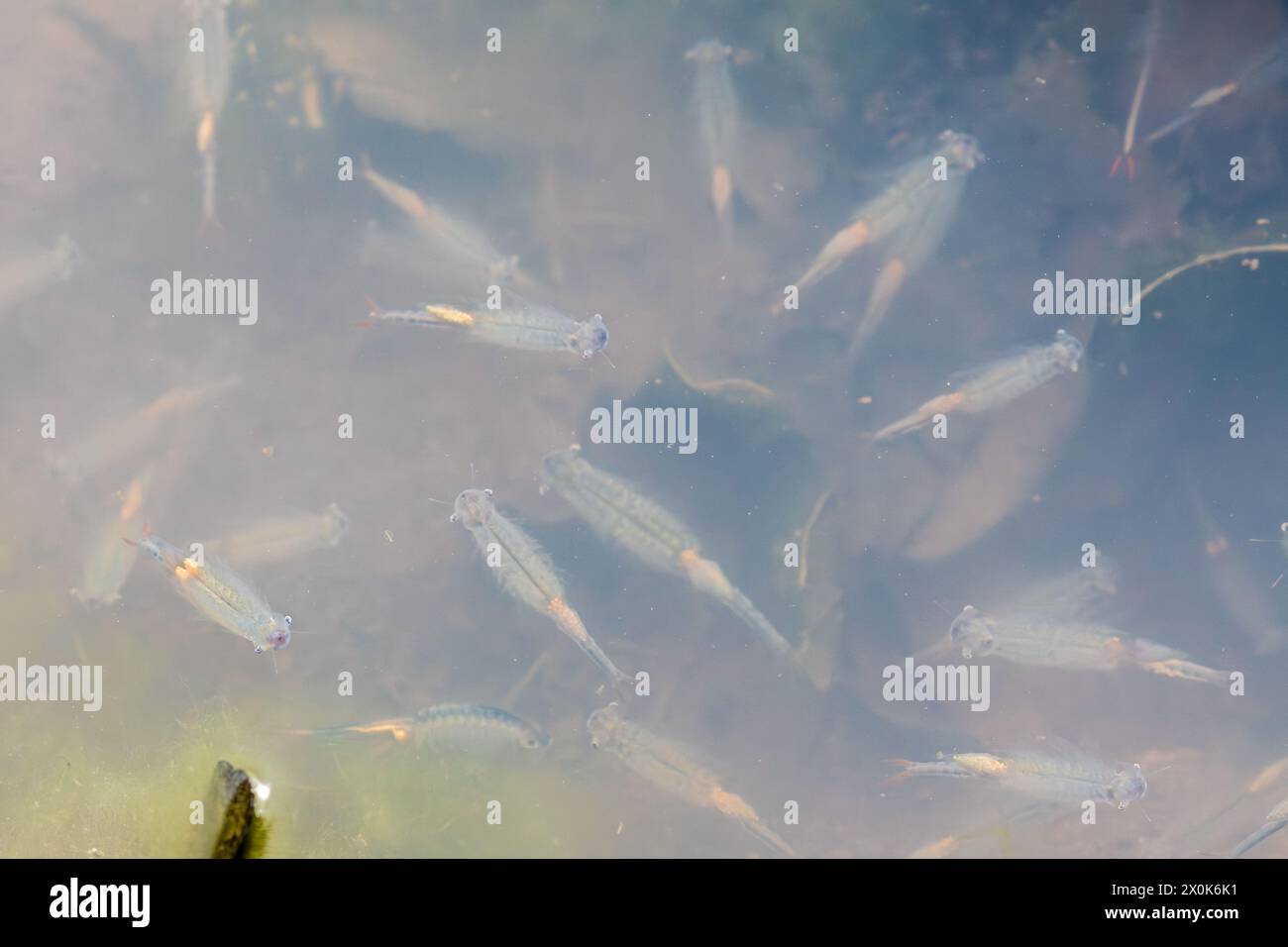 Fairy shrimp shrimps (Chirocephalus diaphanus) in a puddle in Hampshire, England, UK, during April or spring Stock Photo