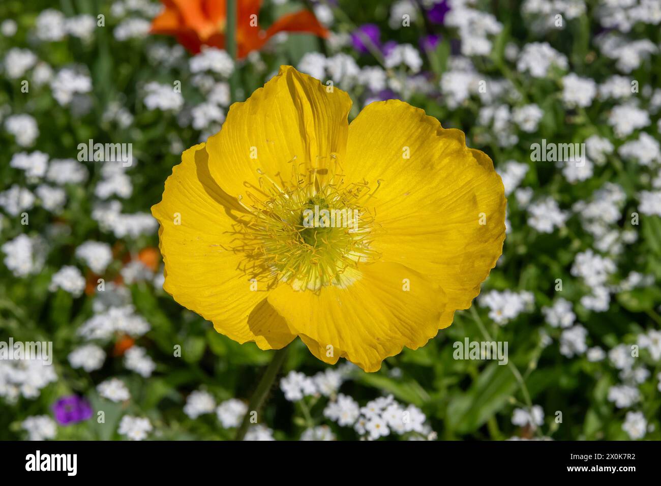 Nancy, France - Focus on a yellow flower of Papaver nudicaule in a botanical garden in Nancy. Stock Photo