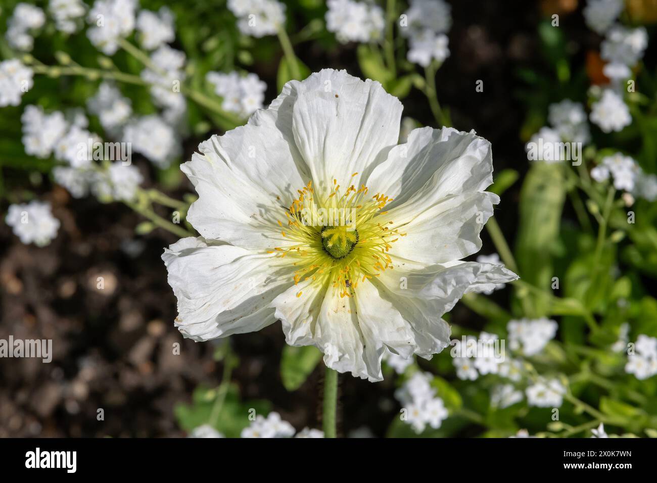Nancy, France - Focus on a white flower of Papaver nudicaule in a botanical garden in Nancy. Stock Photo