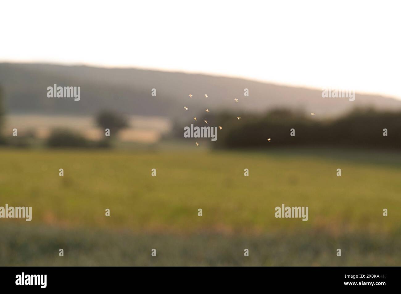 Insects in europe hi-res stock photography and images - Alamy