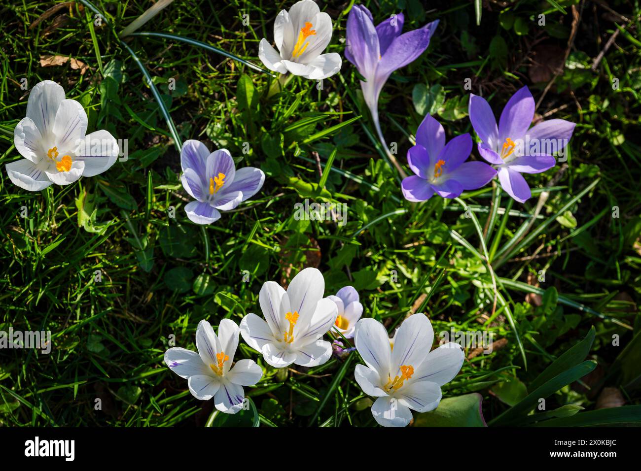 Spring Bloomers Decorative spring bloomers in the spa gardens of bad durkheim hi-res ...