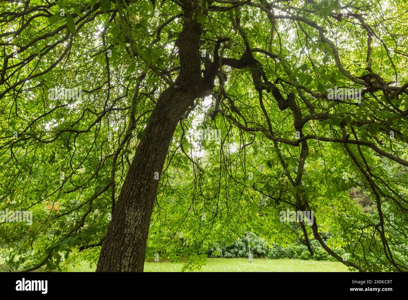 England, East Sussex, Sheffield Park and Gardens, Tree Branches and Greenery Stock Photo