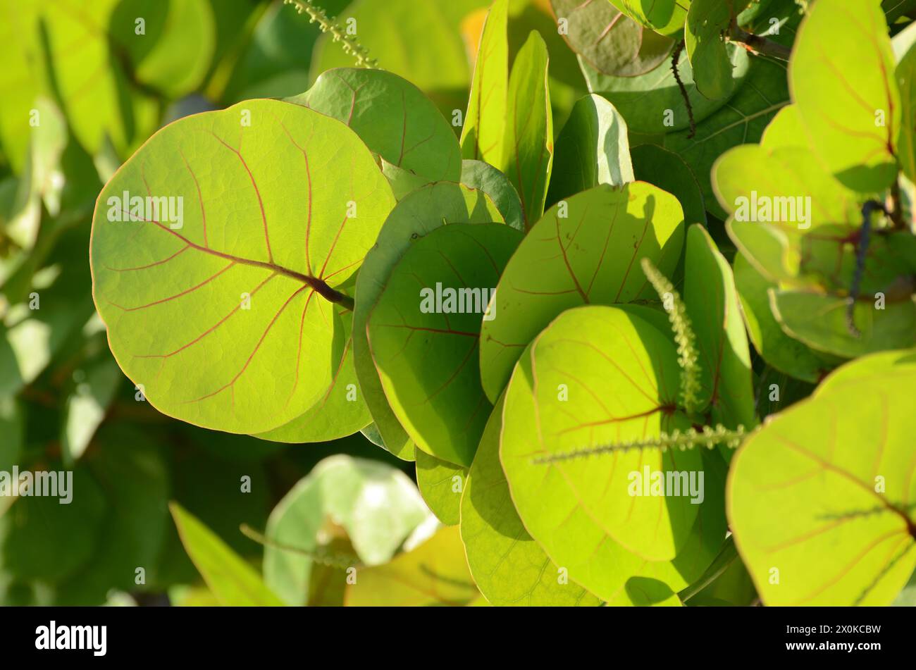 A bunch of green leaves with a few red veins Stock Photo