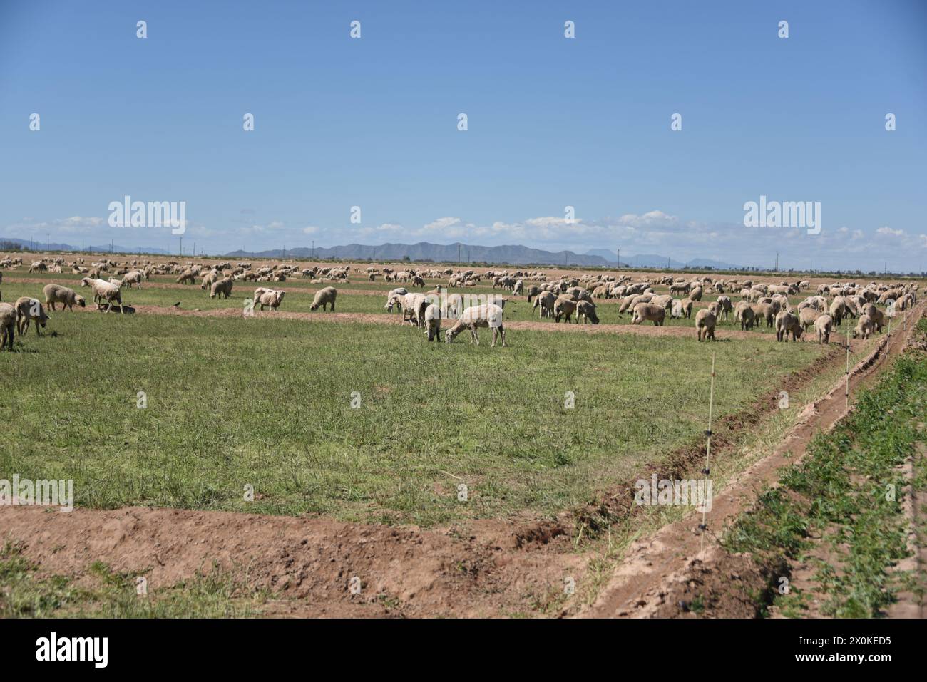 Pinal county Arizona USA. 3/16/2024.  Arizona’s Pinal County offers home to some 13,000 sheep. Stock Photo