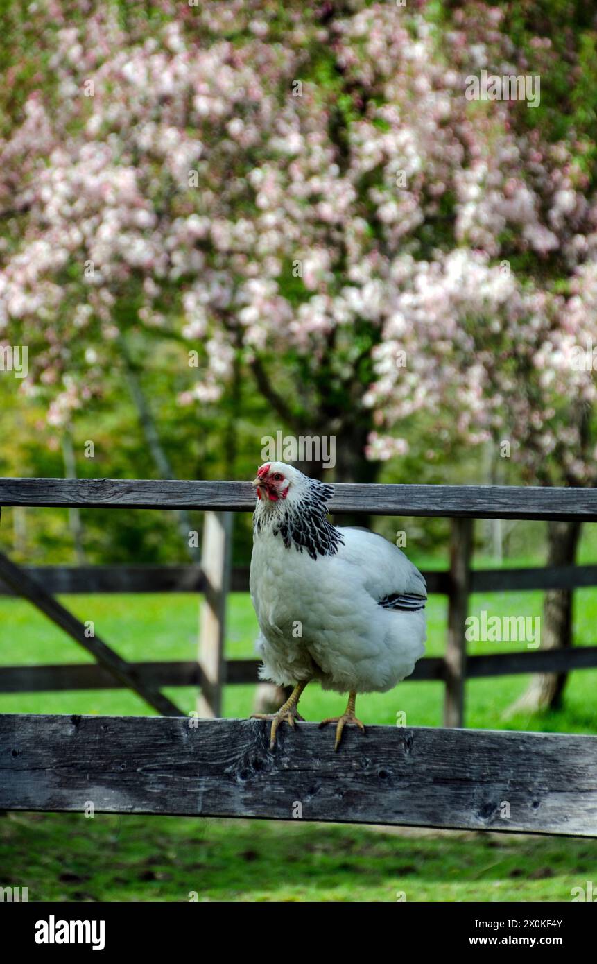 Columbian Wyandotte chicken on fence in spring with blooming crabapple tree behind, Maine, US Stock Photo