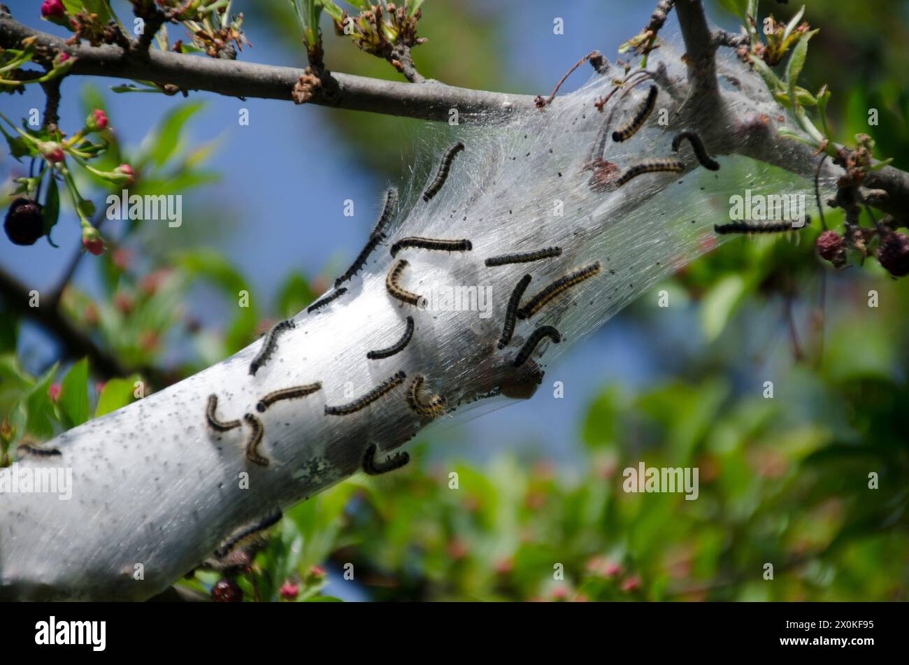 Eastern tent caterpillars in crabapple tree, Spring, Maine Stock Photo