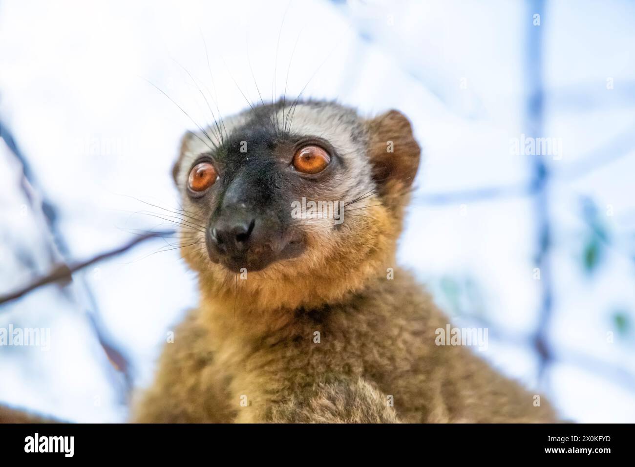 Cute Common brown lemur (Eulemur fulvus) with orange eyes. Endangered endemic animal on tree trunk in natural habitat, Reserve Kimony. Exotic Madagasc Stock Photo