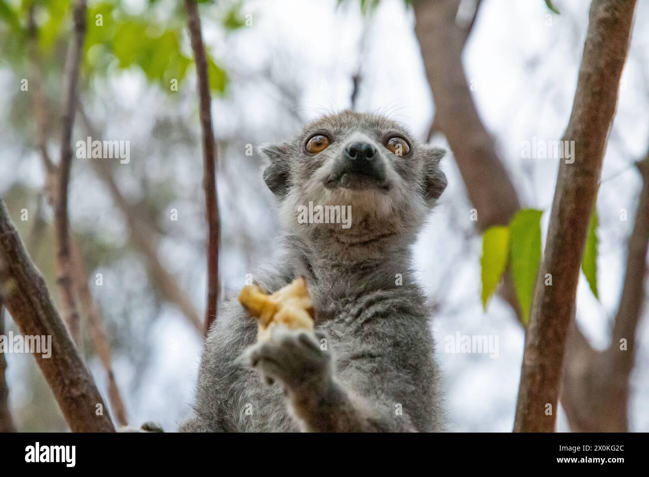 Eulemur coronatus, Crowned Lemur, graces Madagascar's forests with its regal presence. arboreal primate, with its distinctive crown, adds touch of roy Stock Photo