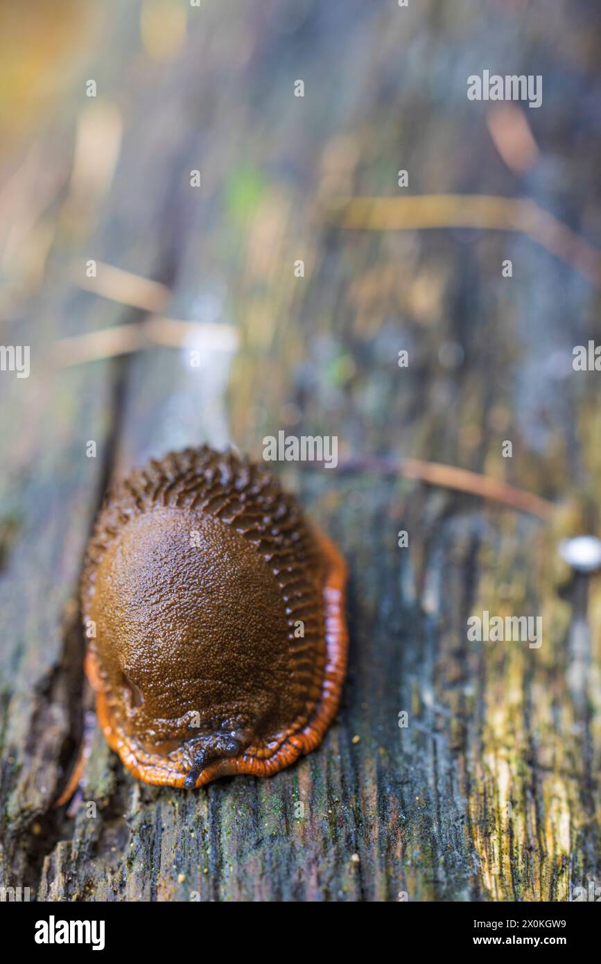 Spanish slug (Arion lusitanicus, Arion vulgaris) in natural habitat Stock Photo