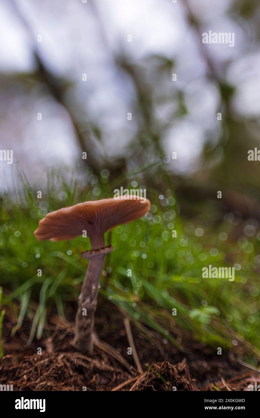 honey fungi / hallimash, close-up Stock Photo