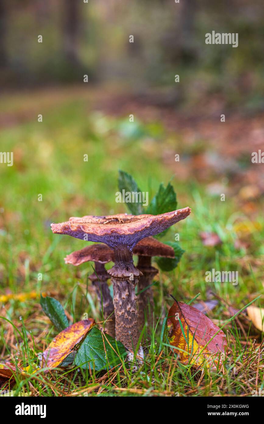 Honey mushrooms / Hallimasch, close-up Stock Photo