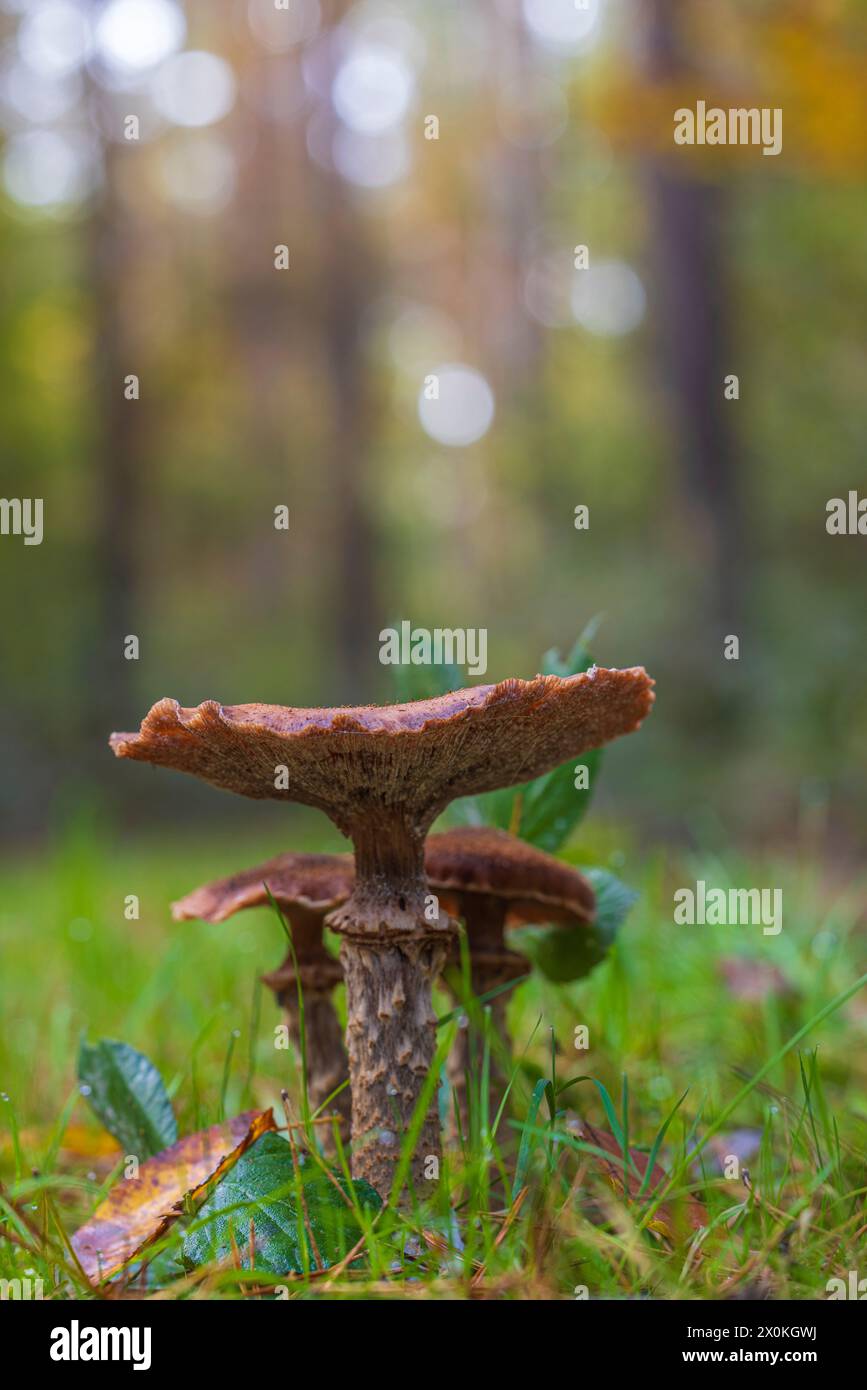 honey fungi / hallimash, close-up Stock Photo