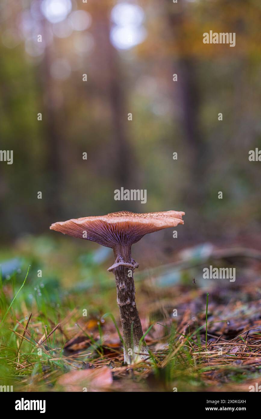 Honey mushrooms / Hallimasch, close-up Stock Photo