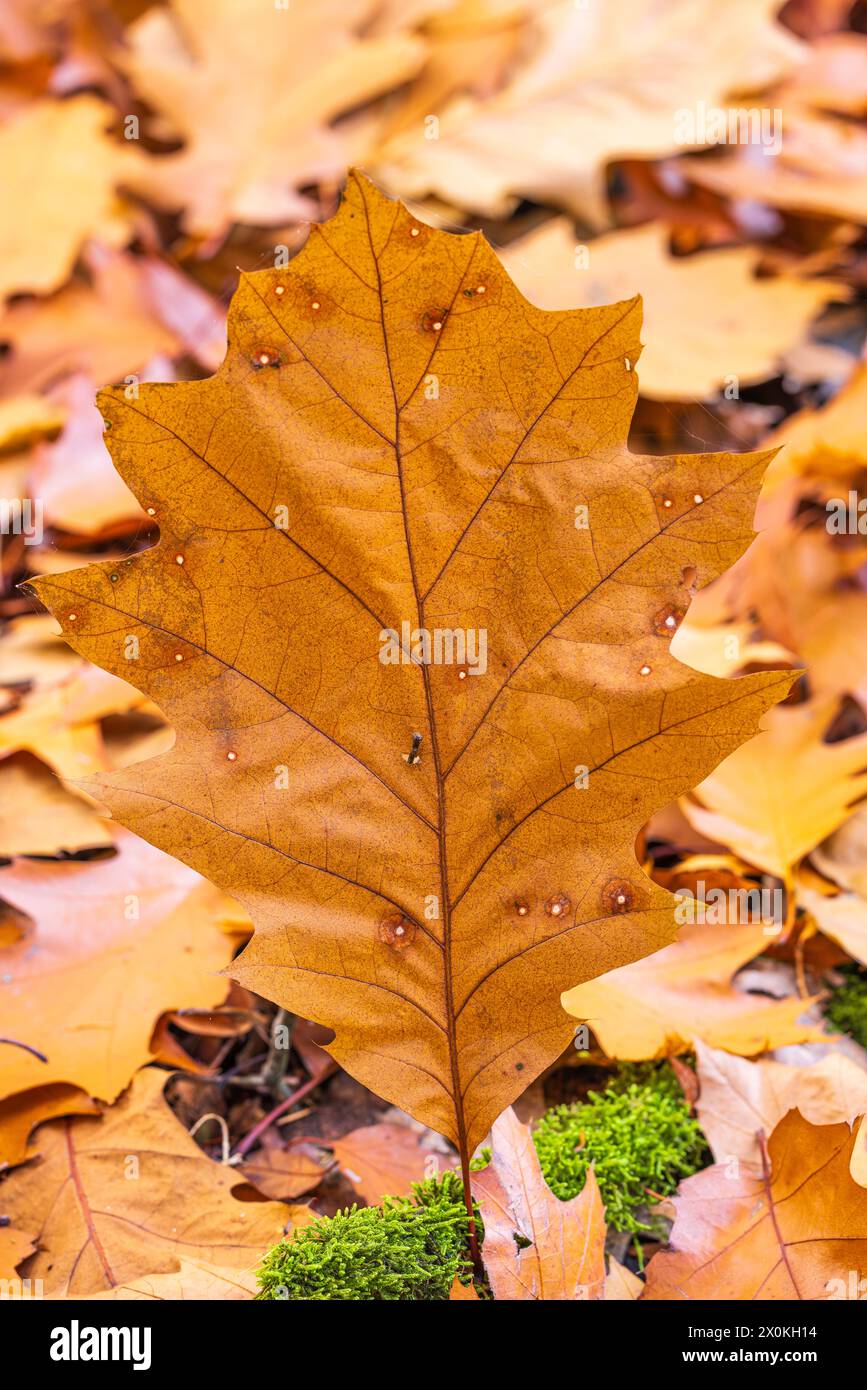 Fallen leaf, Nature in detail, Forest still life Stock Photo
