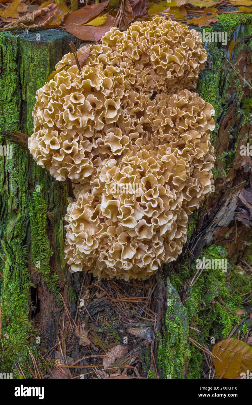 Cauliflower mushroom (Sparassis crispa) Stock Photo