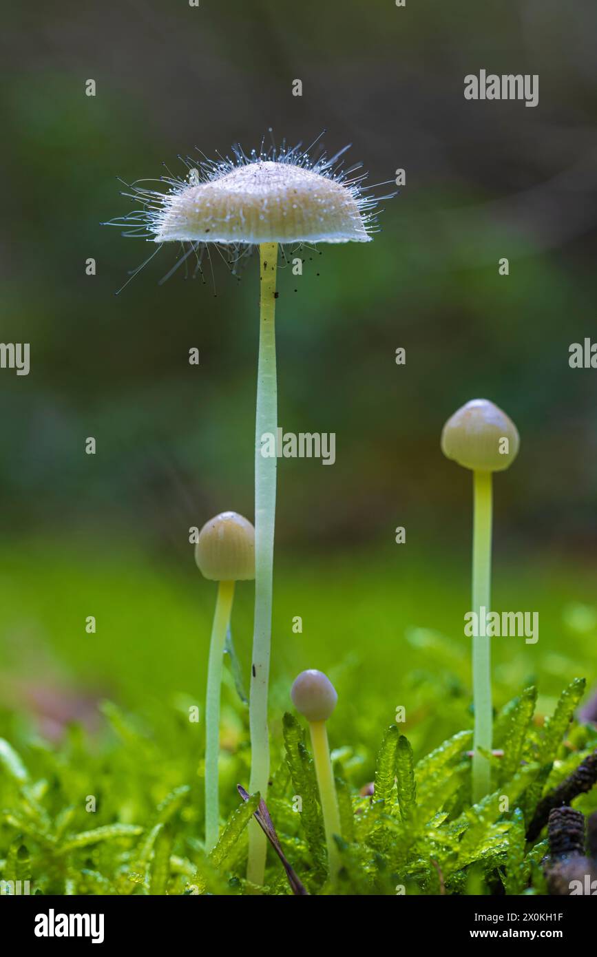 Helminths (Mycena) infested with the bonnet mold (Spinellus fusiger) in the moss Stock Photo