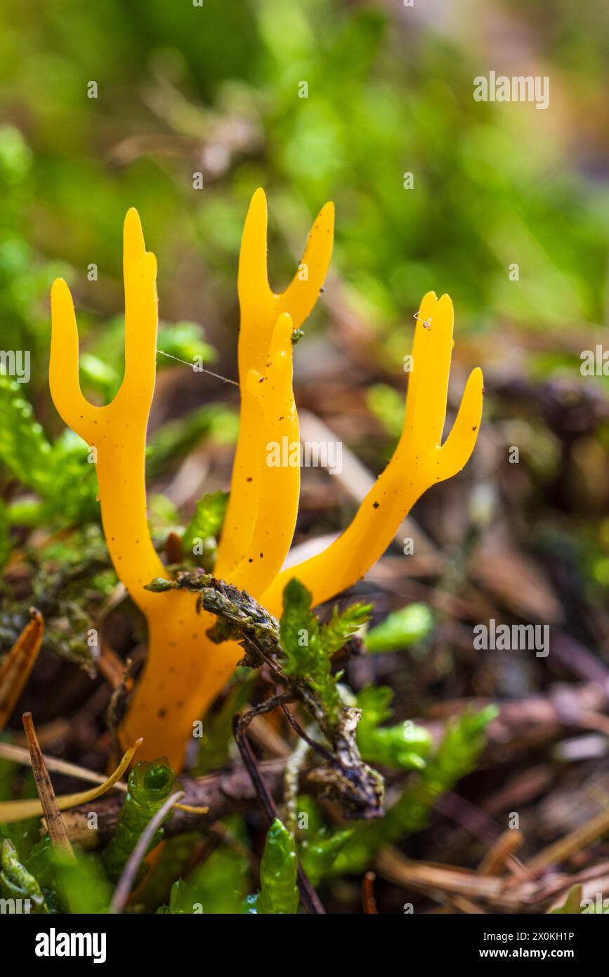 Yellow stagshorn (Calocera viscosa) Stock Photo
