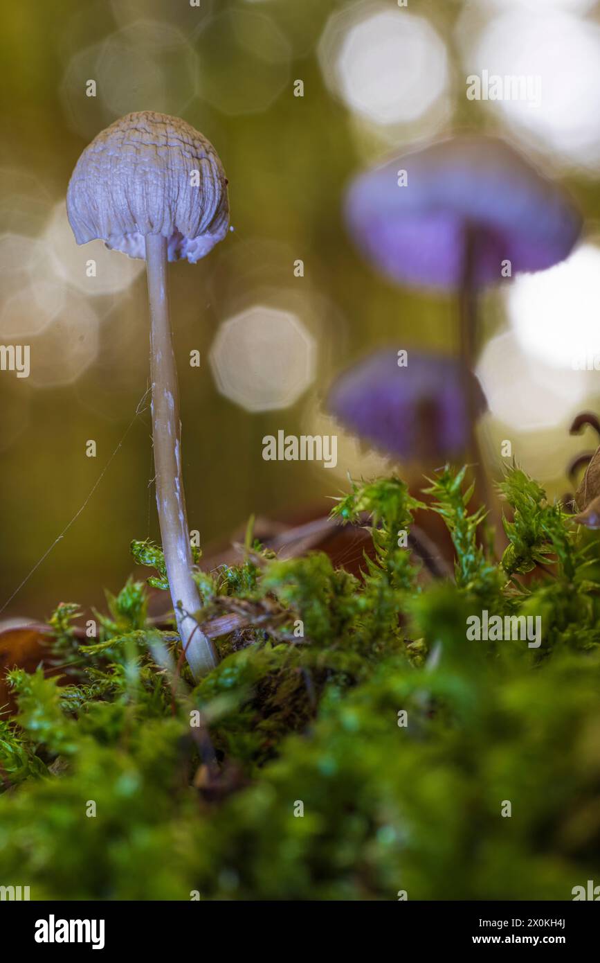 The world of the inconspicuous, close-up of mushrooms Stock Photo
