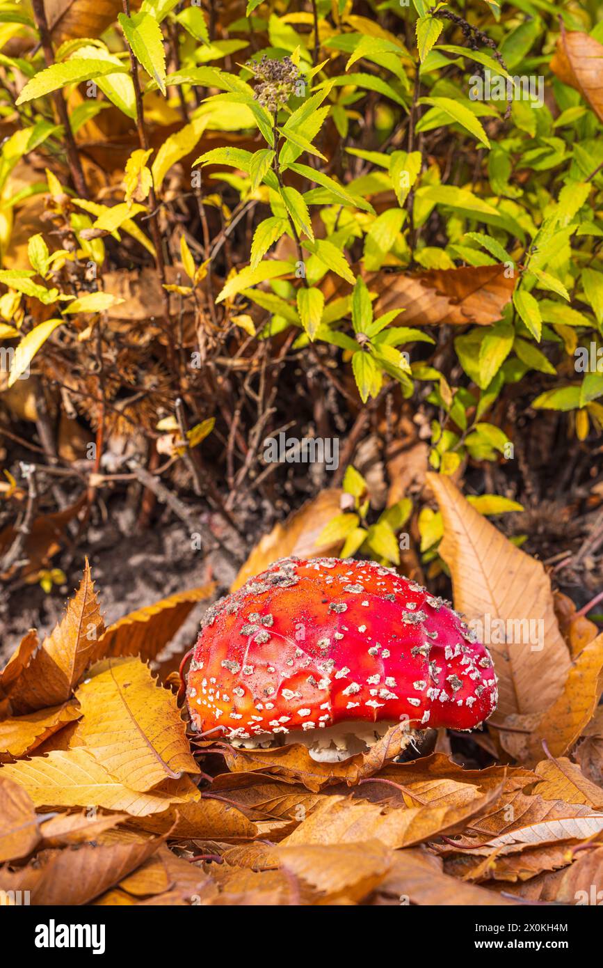 Fly agaric (Amanita muscaria), also known as red fly agaric Stock Photo