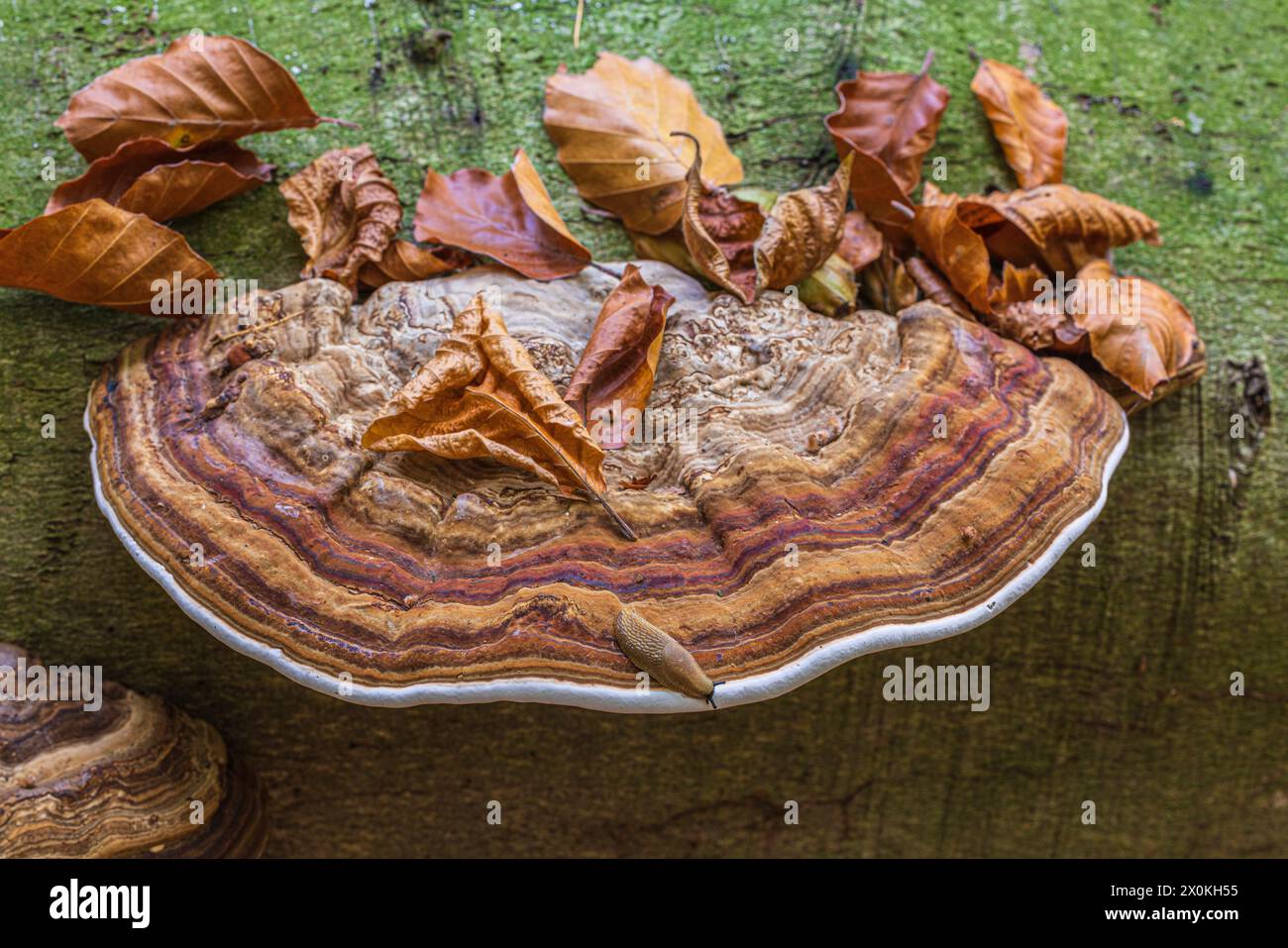 Tinder fungus grows on dead wood Stock Photo - Alamy